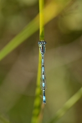 David Plant Photography - Wildlife Photography - Southern damselfly - D